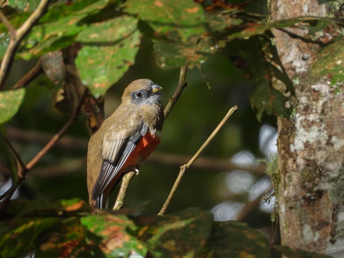 クビワキヌバネドリ - ML646885385