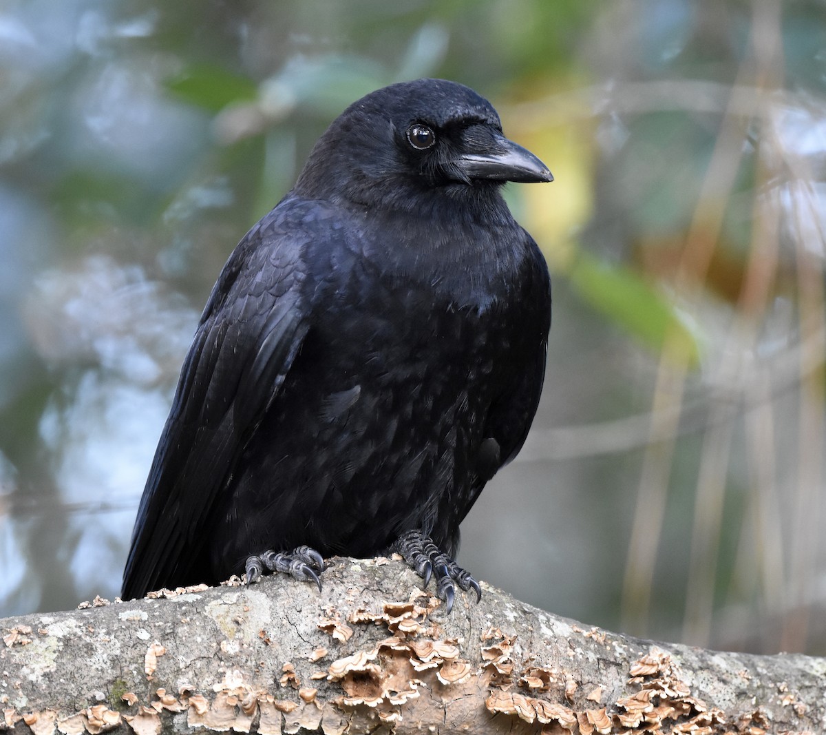 アメリカガラス - ML646885386