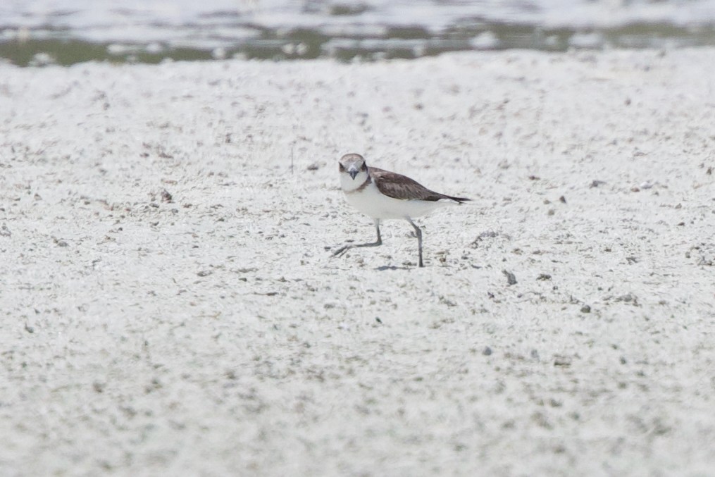 チベットメダイチドリ - ML646885387