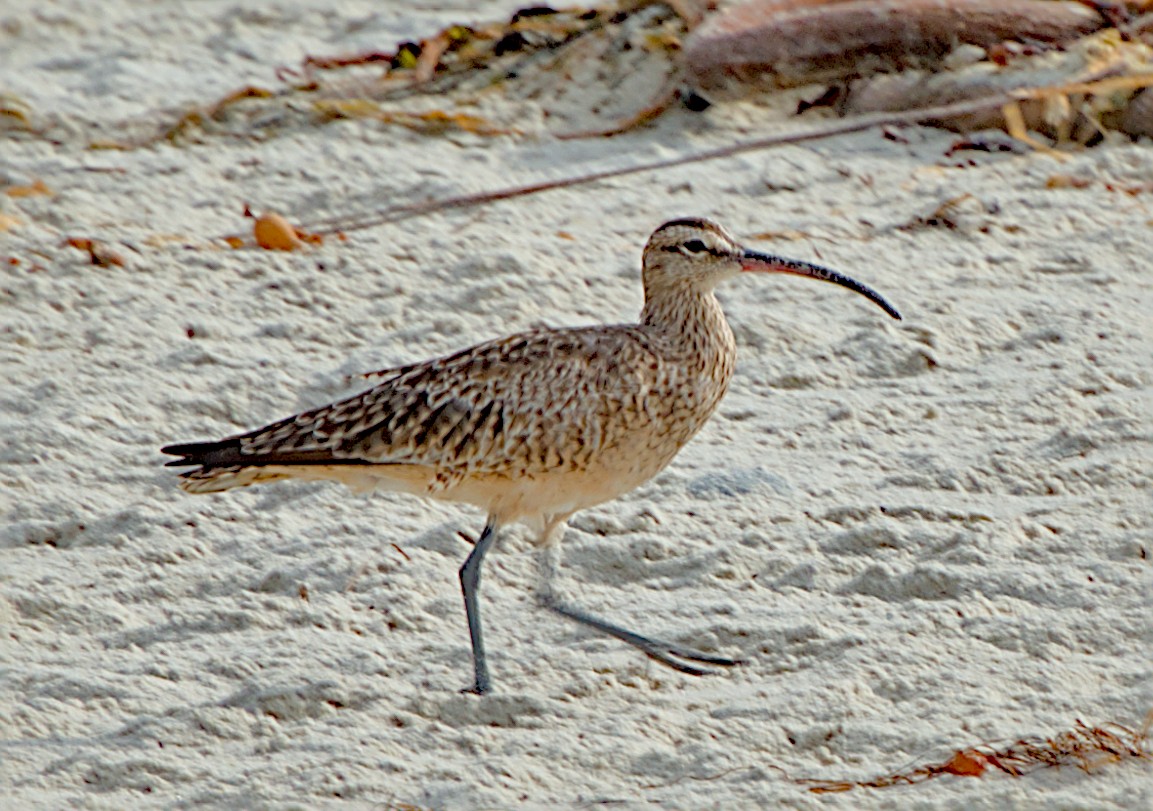 アメリカチュウシャクシギ - ML646885388