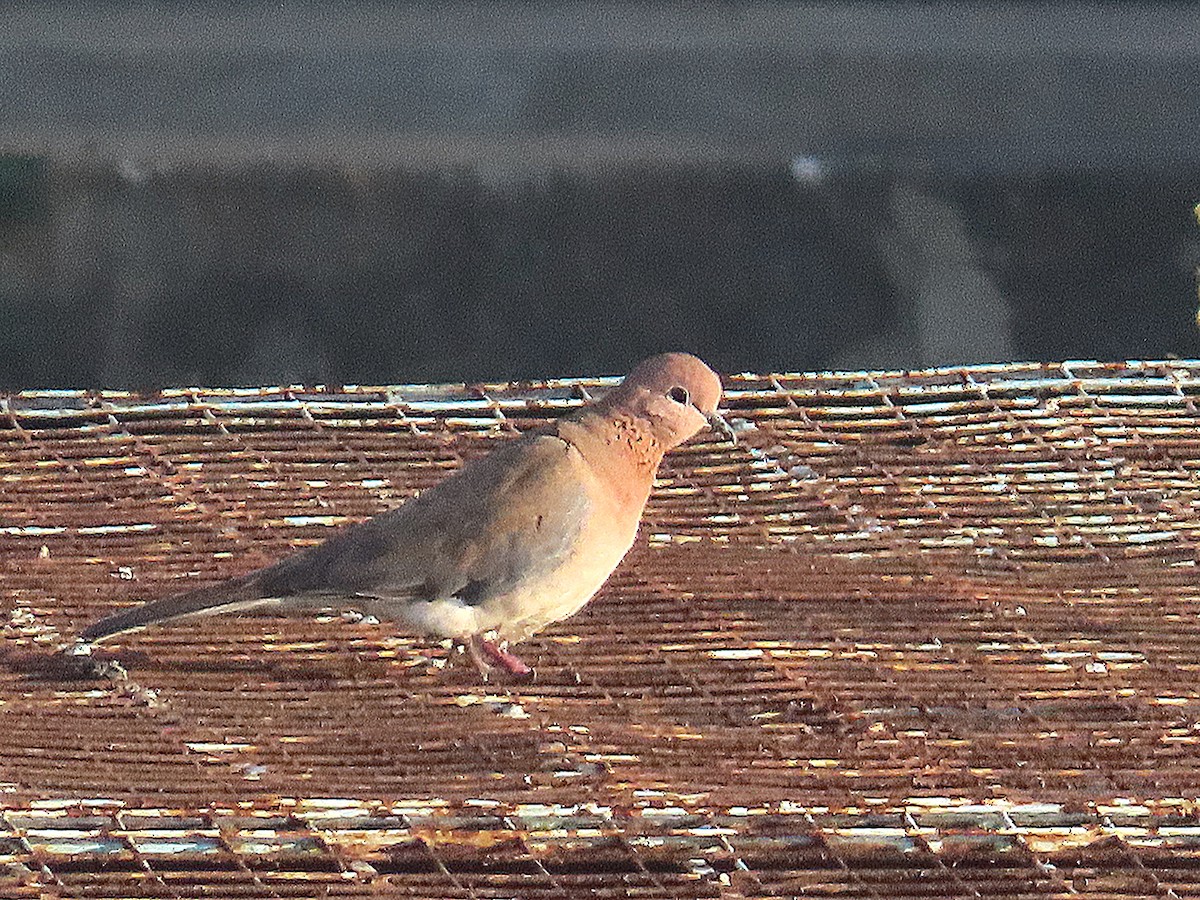 ワライバト - ML646885389