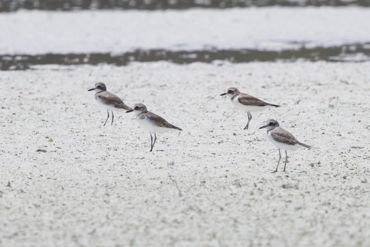 オオメダイチドリ - ML646885390