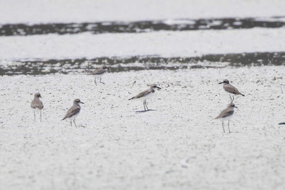 オオメダイチドリ - ML646885391