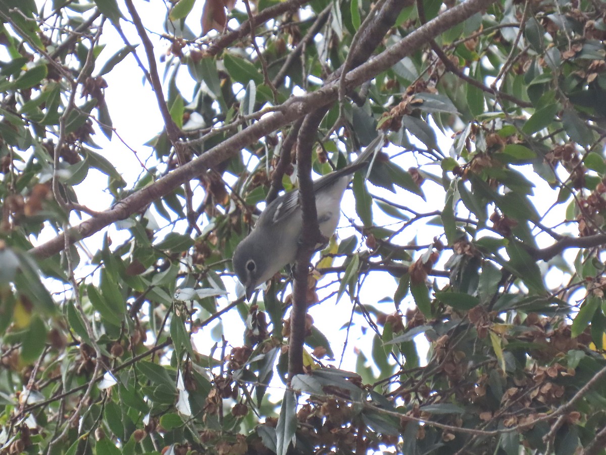 ハイイロフタスジモズモドキ - ML646885392