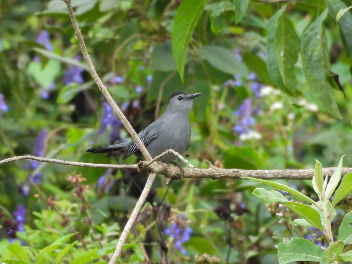 ネコマネドリ - ML646885393