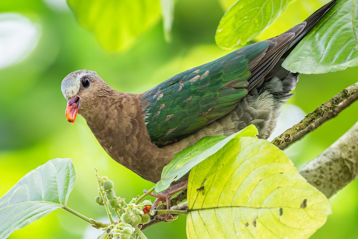 キンバト - ML646885396