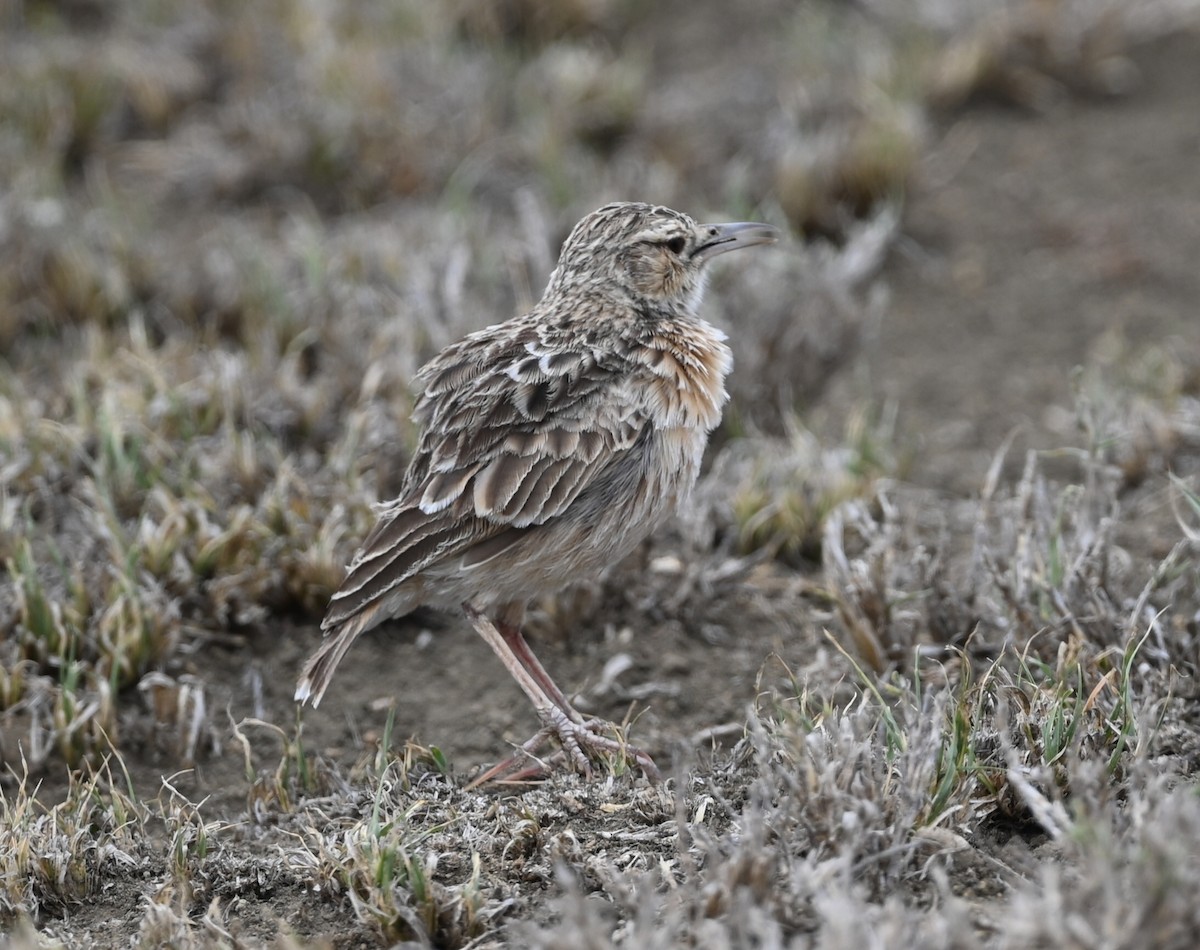 Beesley's Lark - ML646885397