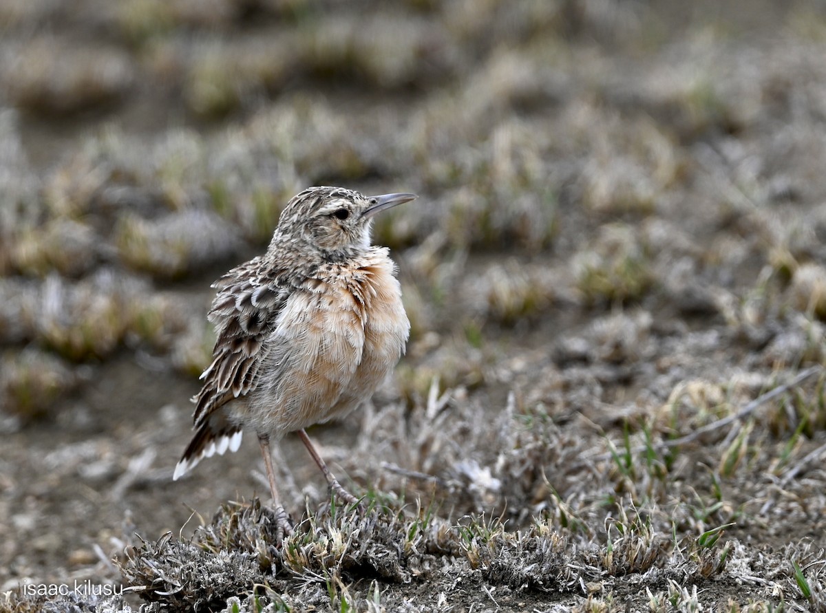 Beesley's Lark - ML646885398