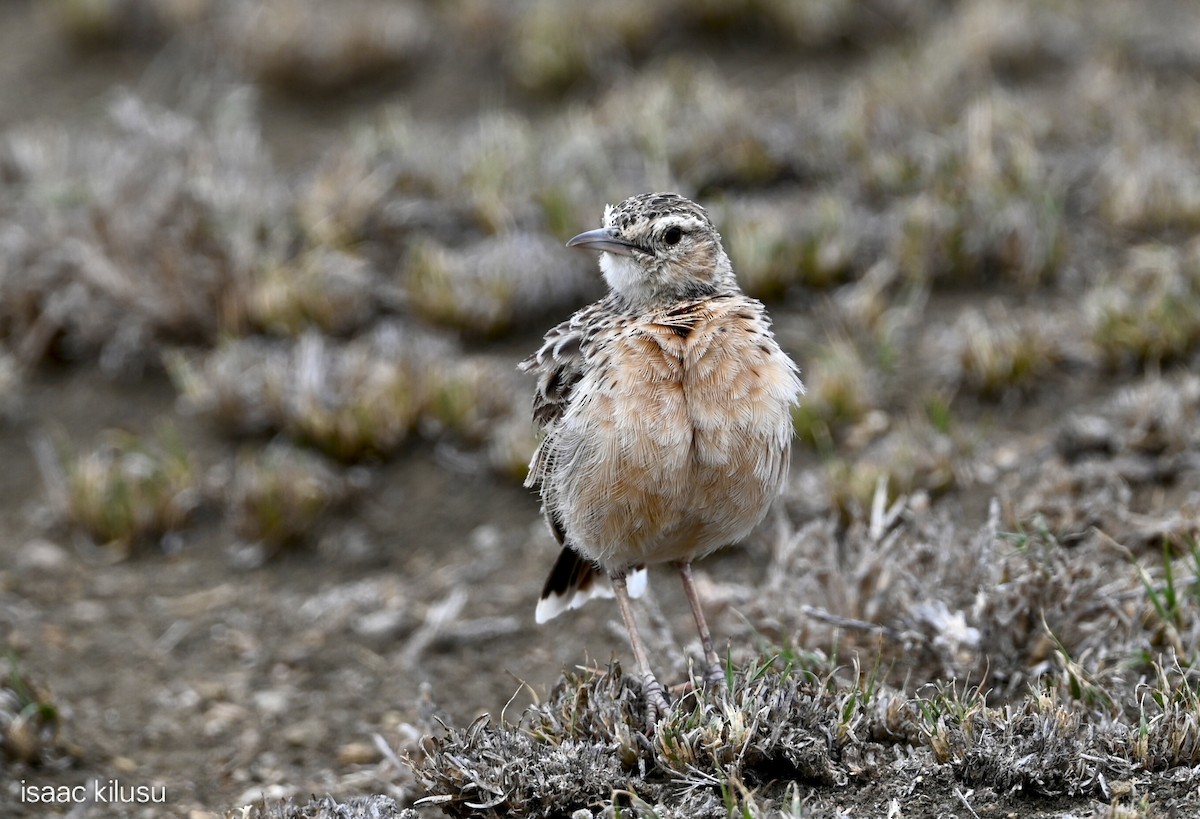 Beesley's Lark - ML646885399