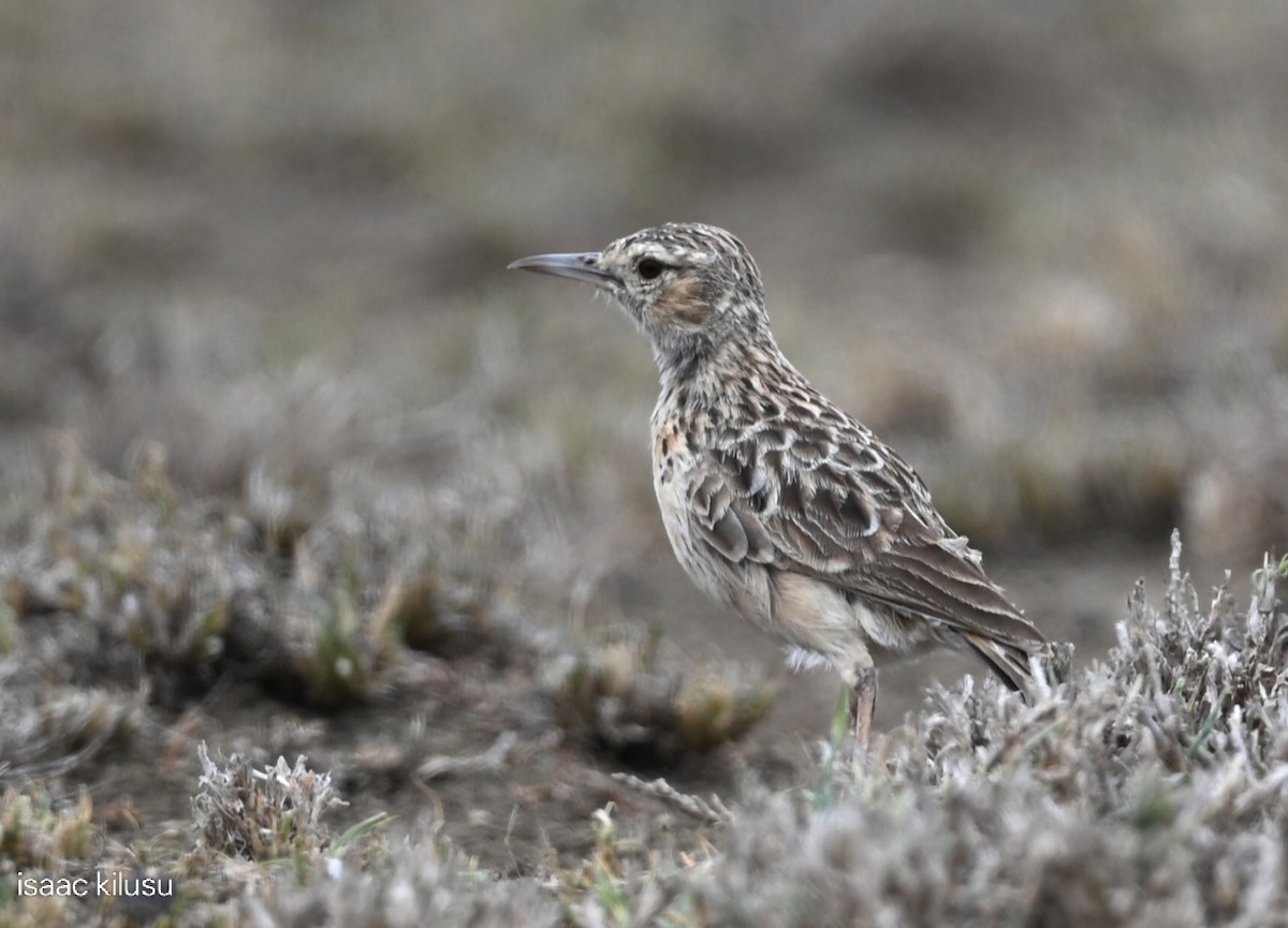 Beesley's Lark - ML646885400