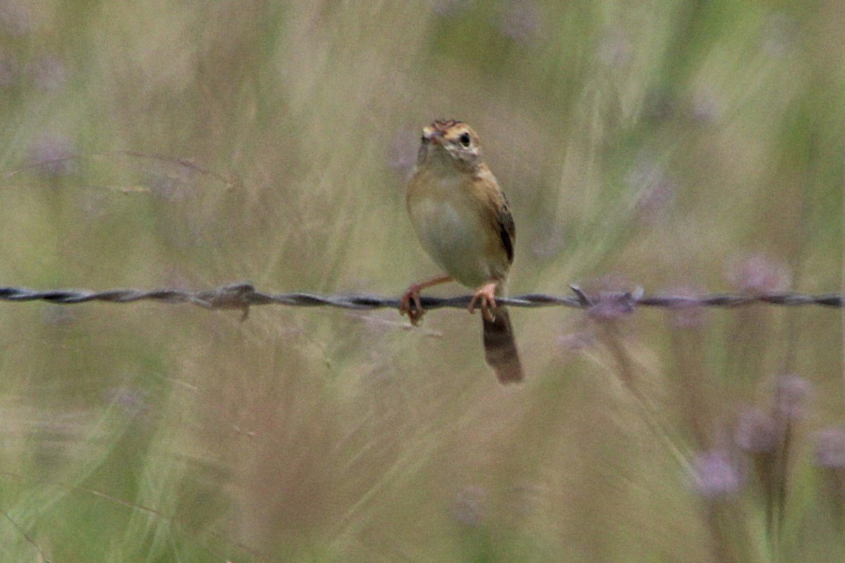 タイワンセッカ - ML646885401