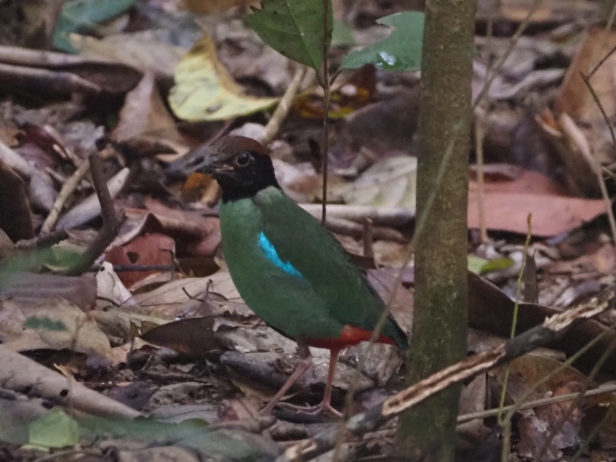 ズグロヤイロチョウ - ML646885402