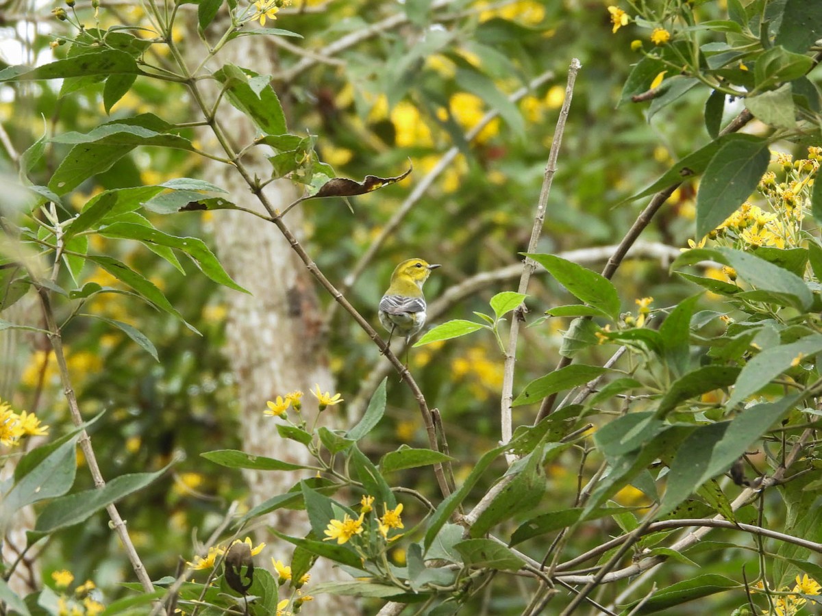 ノドグロミドリアメリカムシクイ - ML646885404