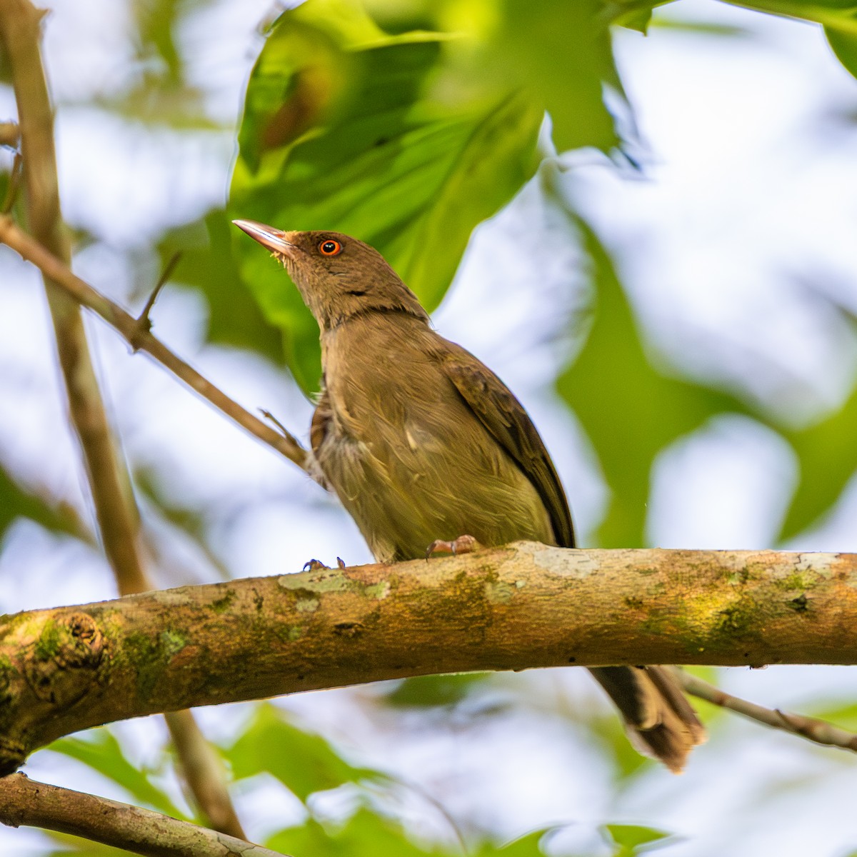 アカメチャイロヒヨ - ML646885408