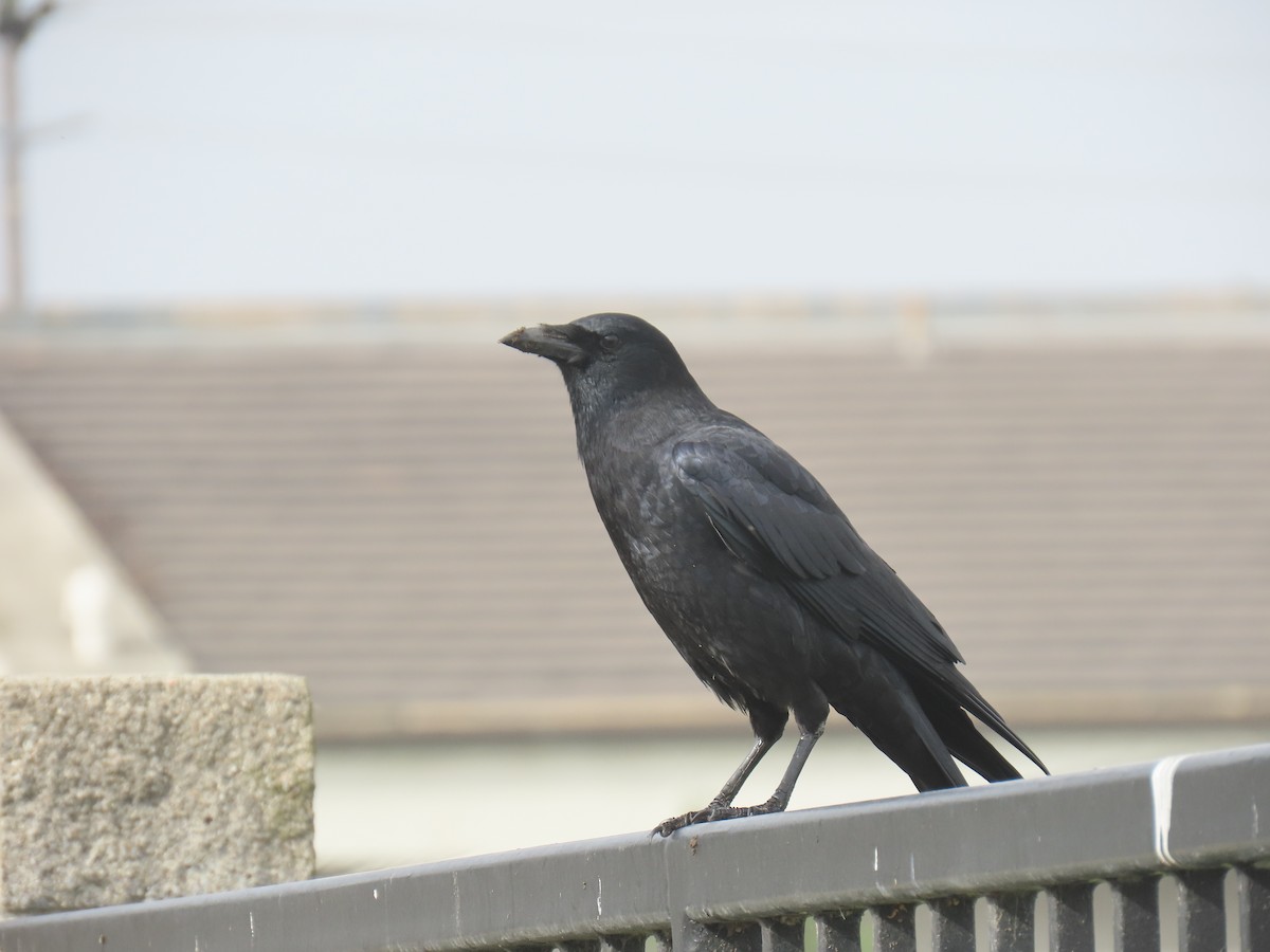 アメリカガラス - ML646885409