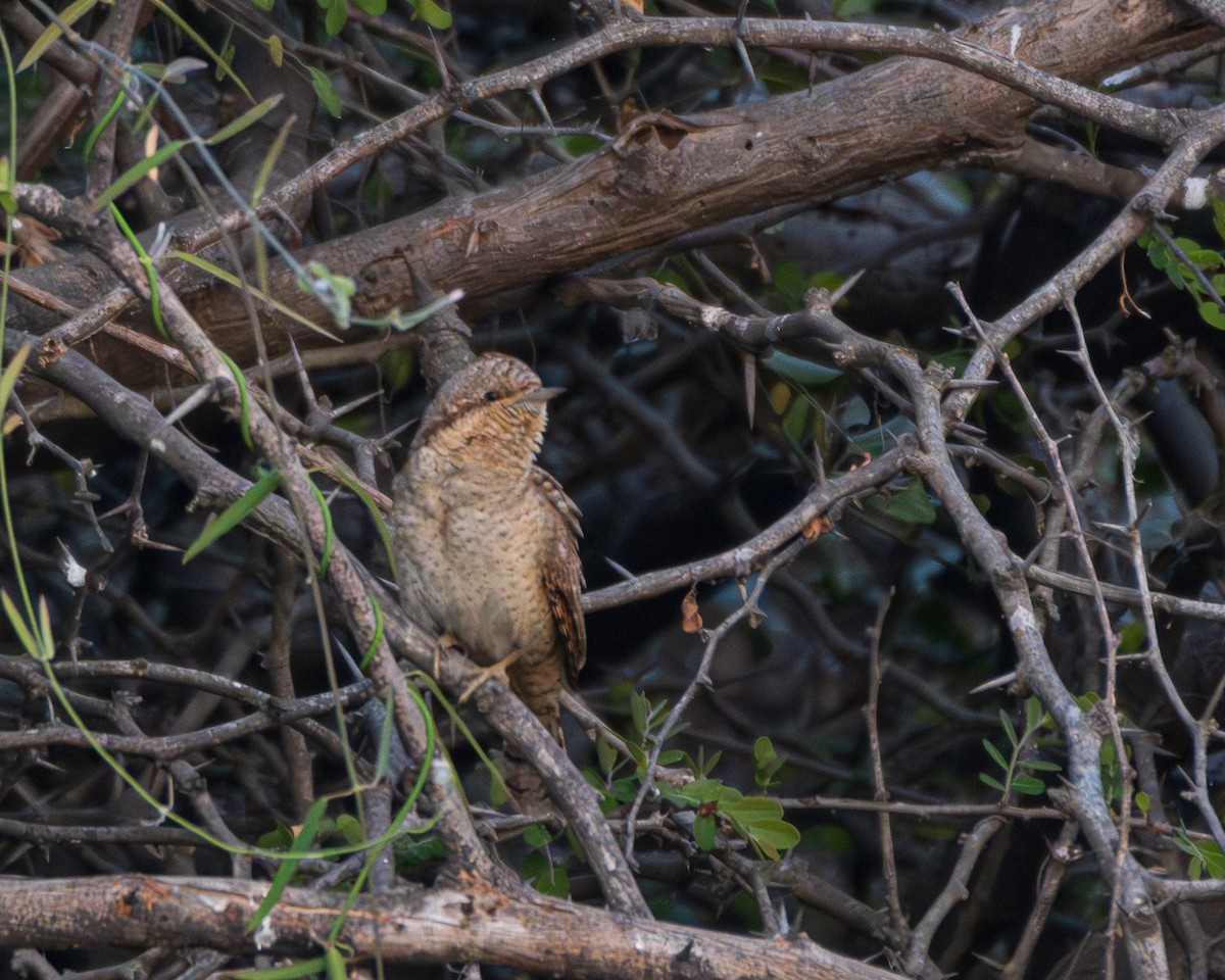 アリスイ - ML646885410