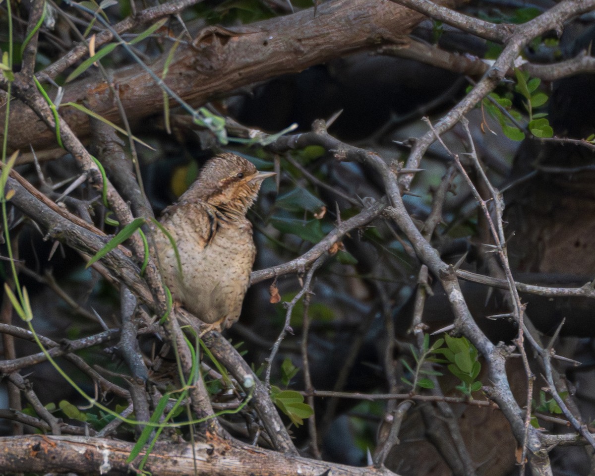 アリスイ - ML646885411