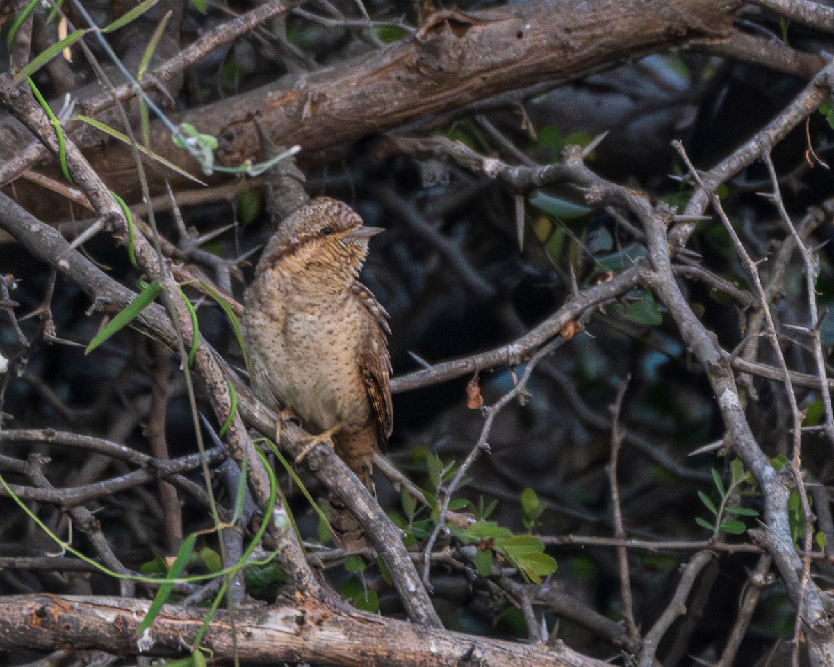 アリスイ - ML646885412