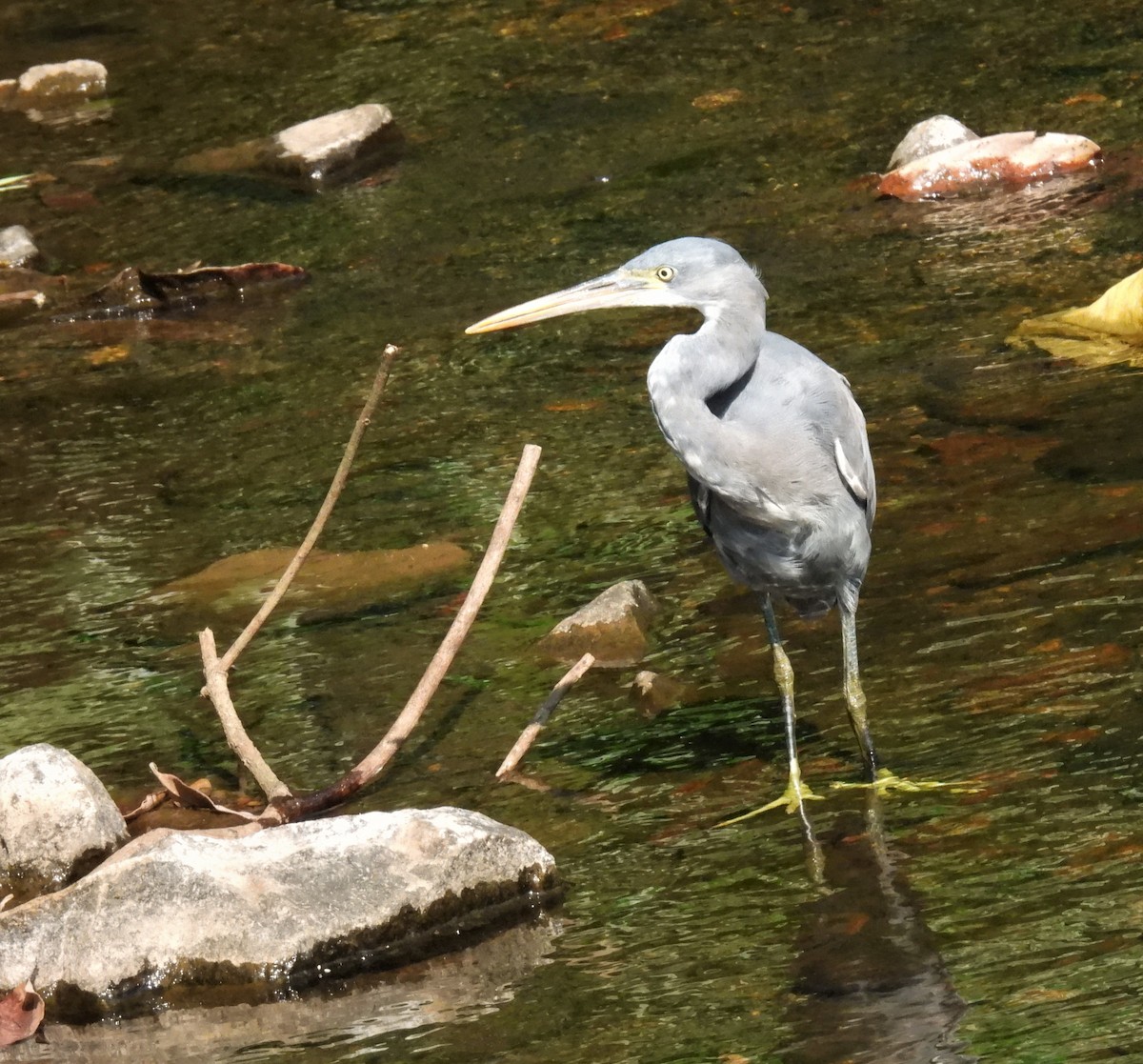 volavka přímořská - ML646885413