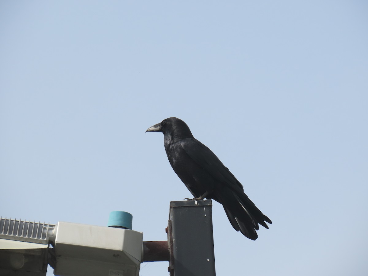 ワタリガラス - ML646885415