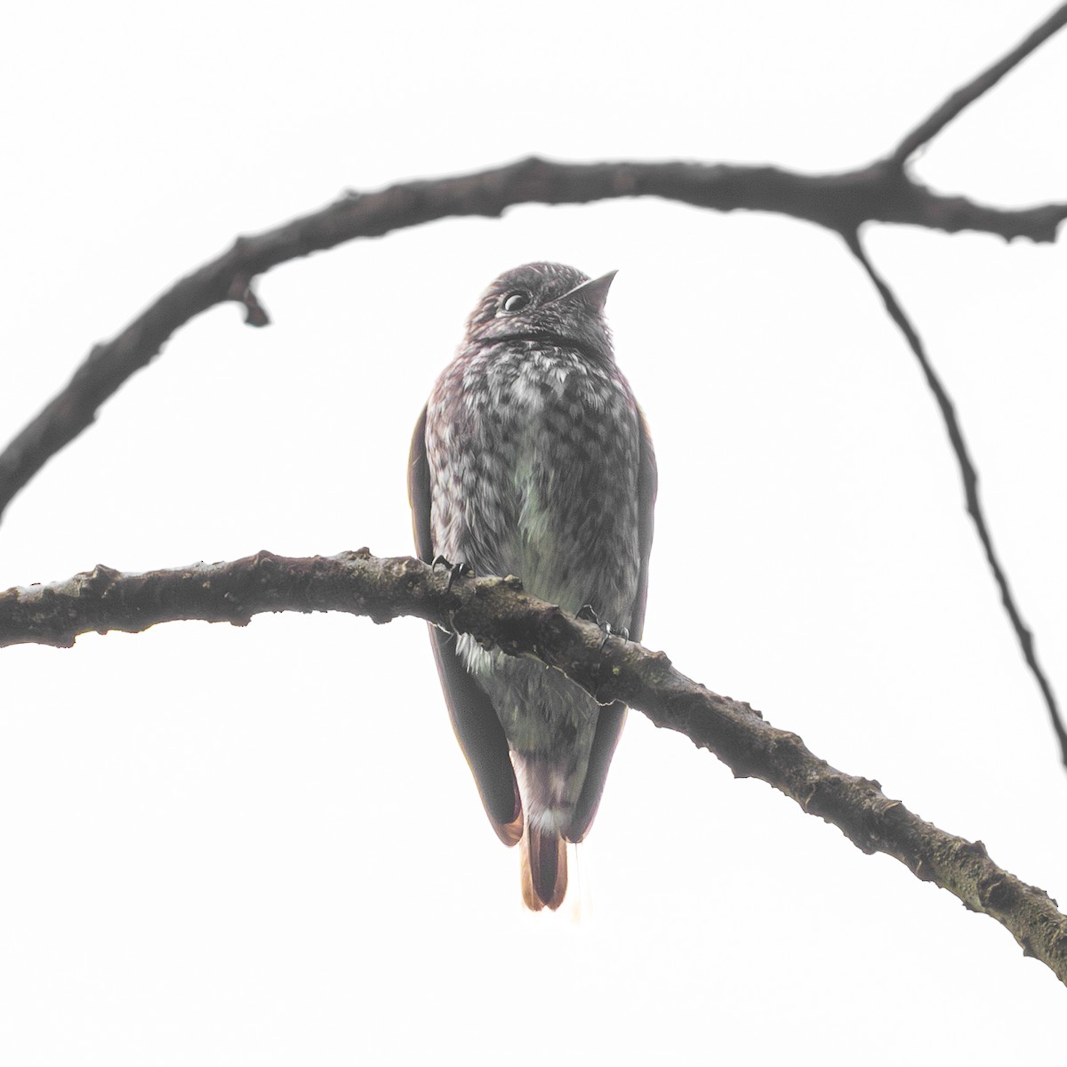 サメビタキ - ML646885418