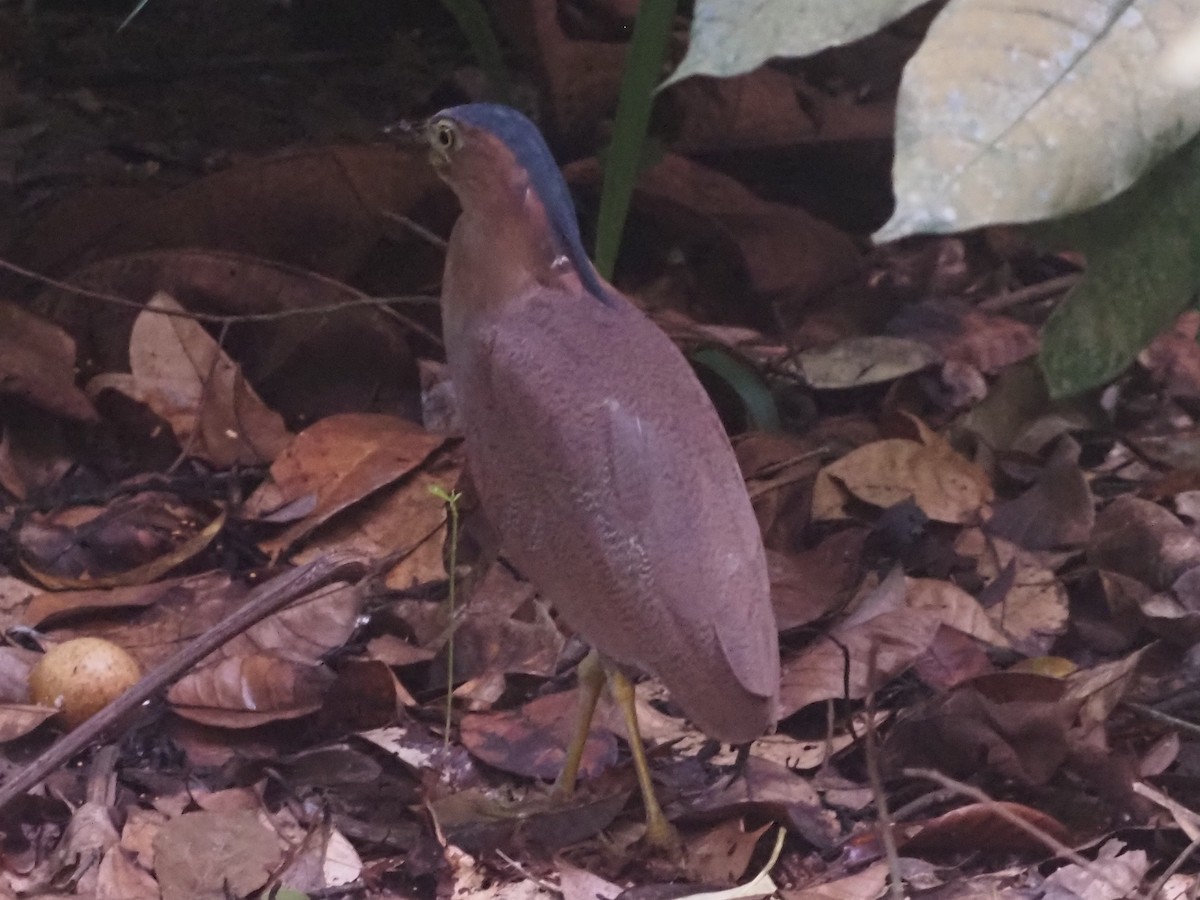 ズグロミゾゴイ - ML646885420