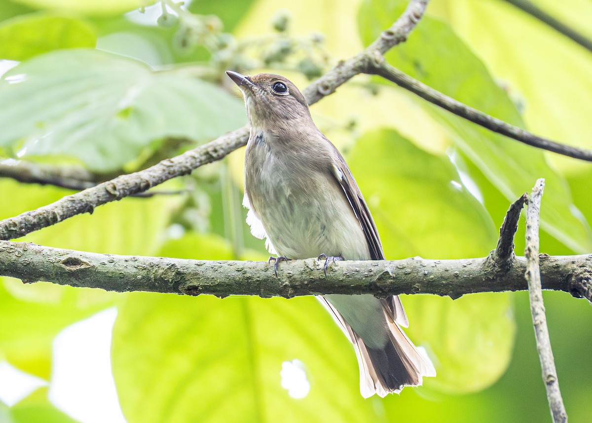 オオルリ／カラオオルリ - ML646885421