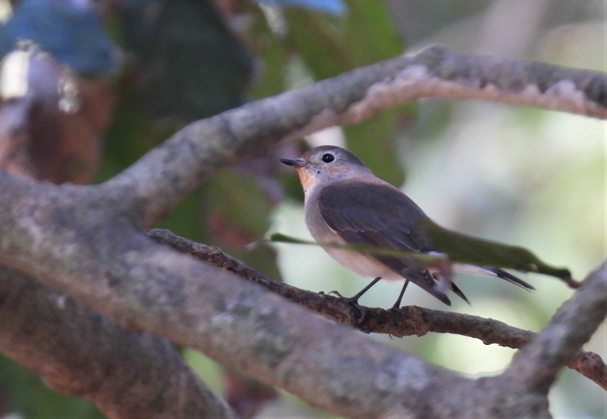 オジロビタキ／ニシオジロビタキ - ML646885422