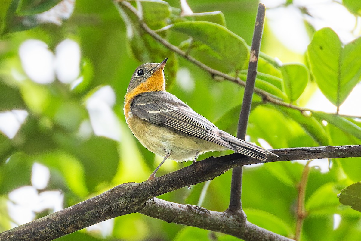 ムギマキ - ML646885424