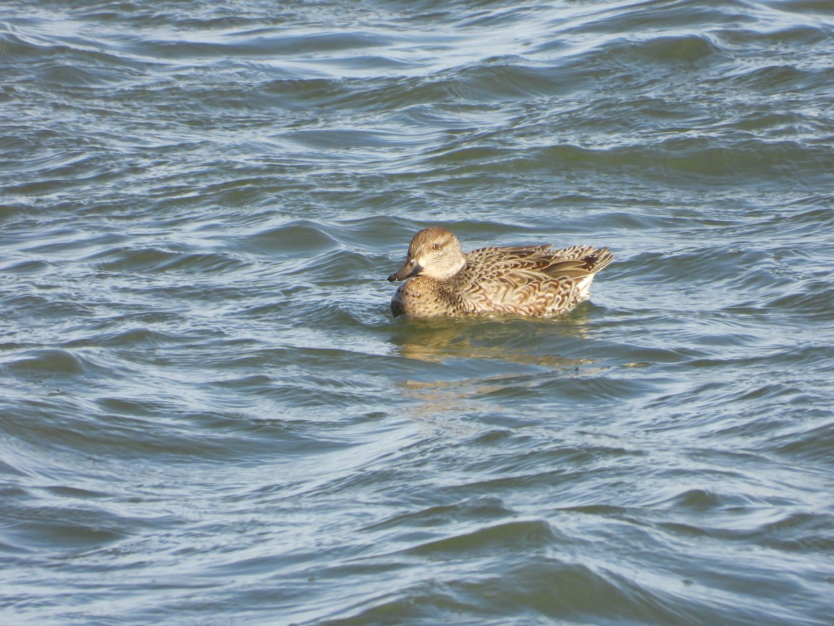 Green-winged Teal - ML646885435
