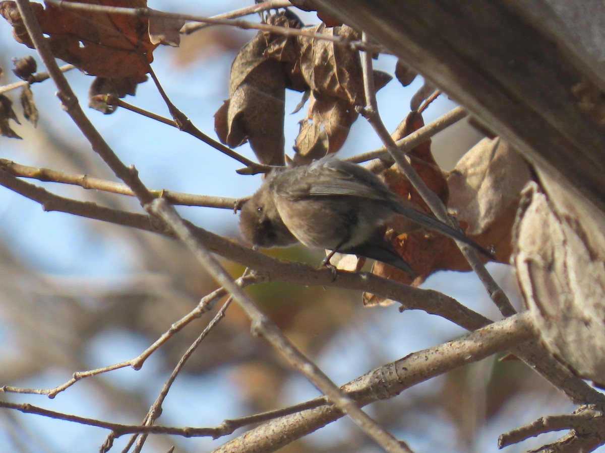 Buztanluze amerikarra - ML646885438