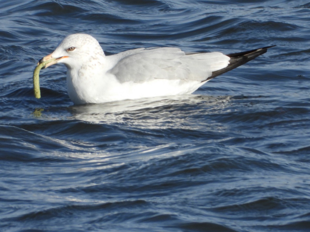 Ring-billed Gull - ML646885441