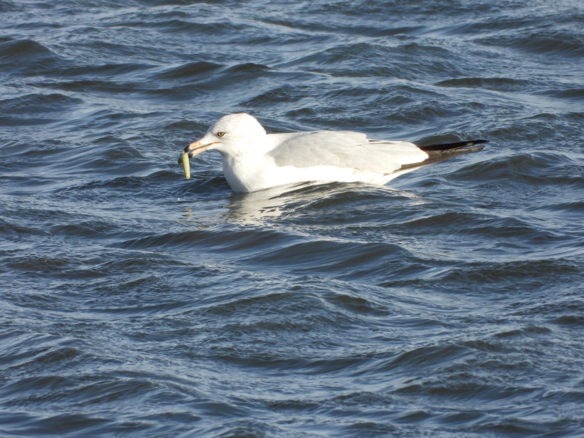 Ring-billed Gull - ML646885442