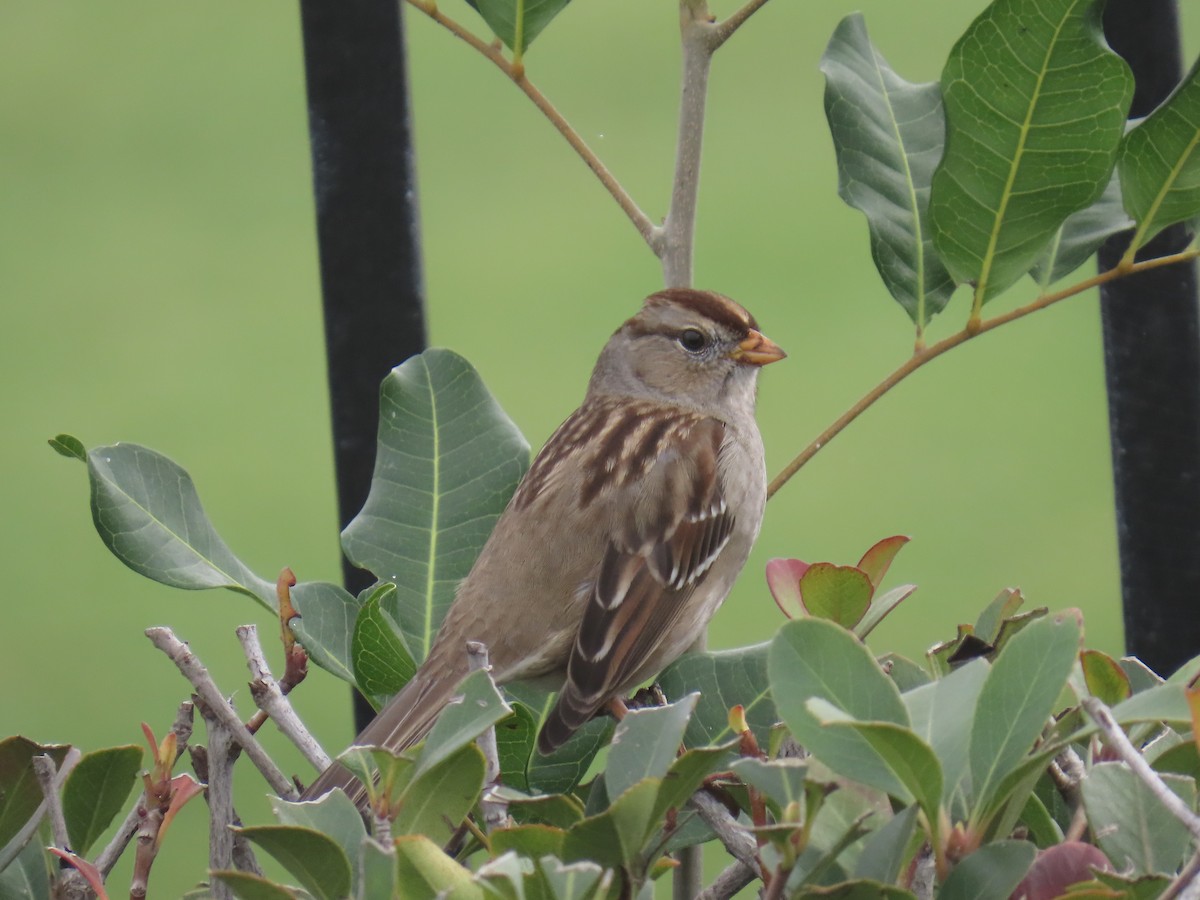 strnadec bělopásý - ML646885443