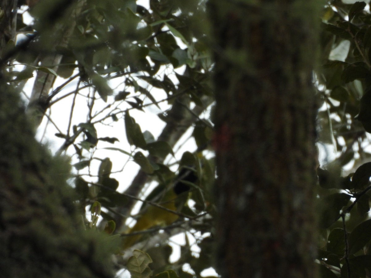 Green Jay - ML646885447