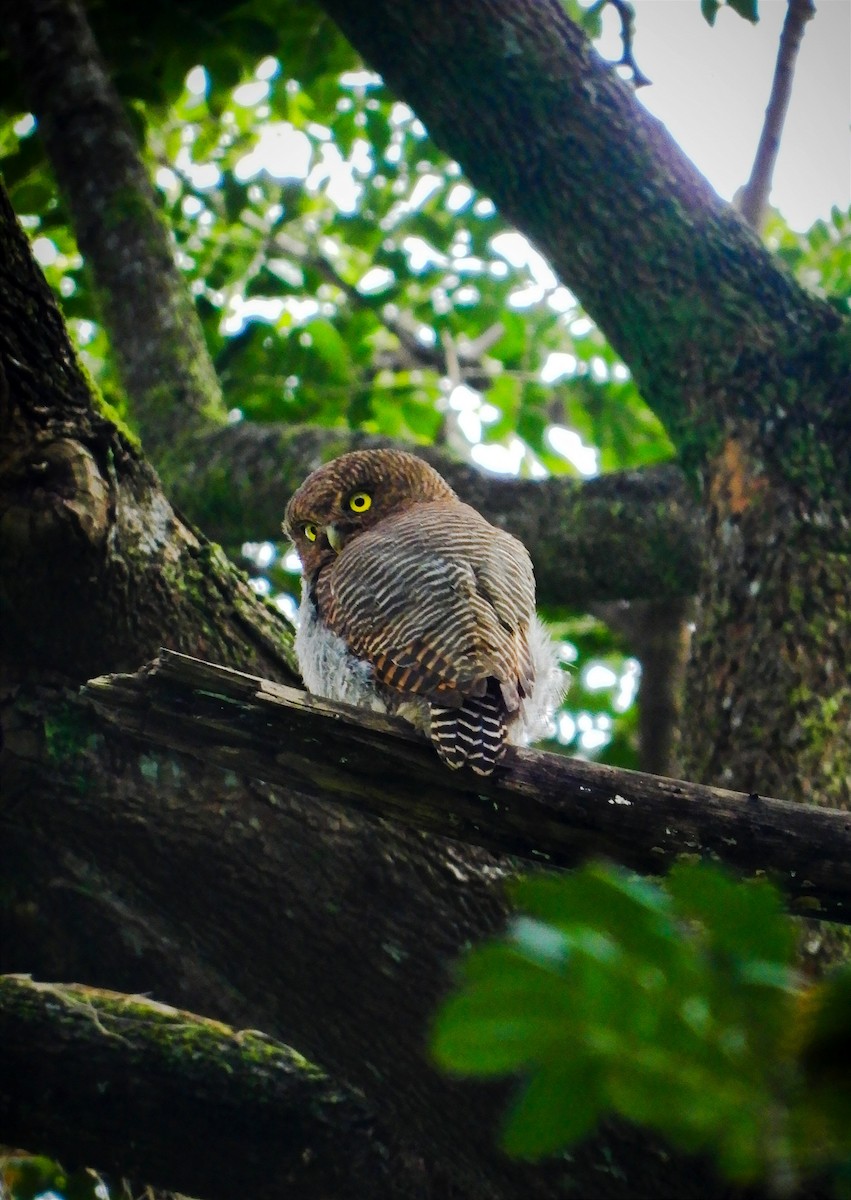 Jungle Owlet - ML646885448