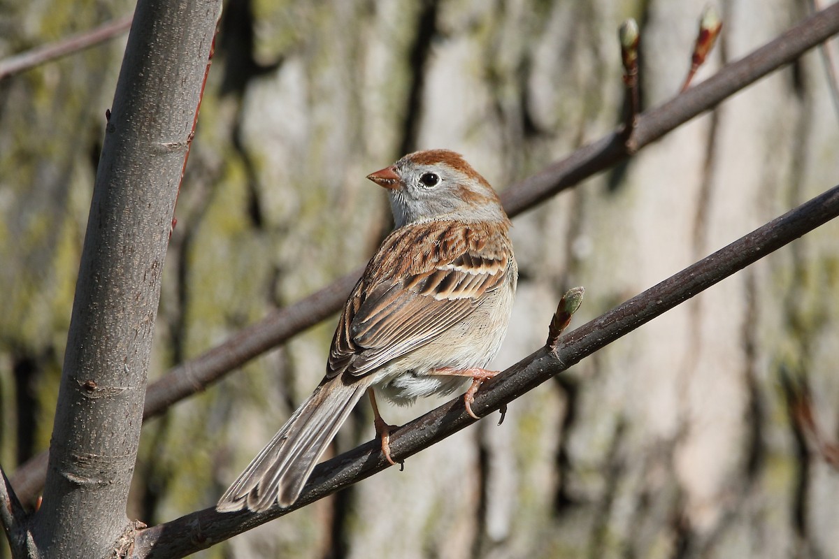 Field Sparrow - ML646885449