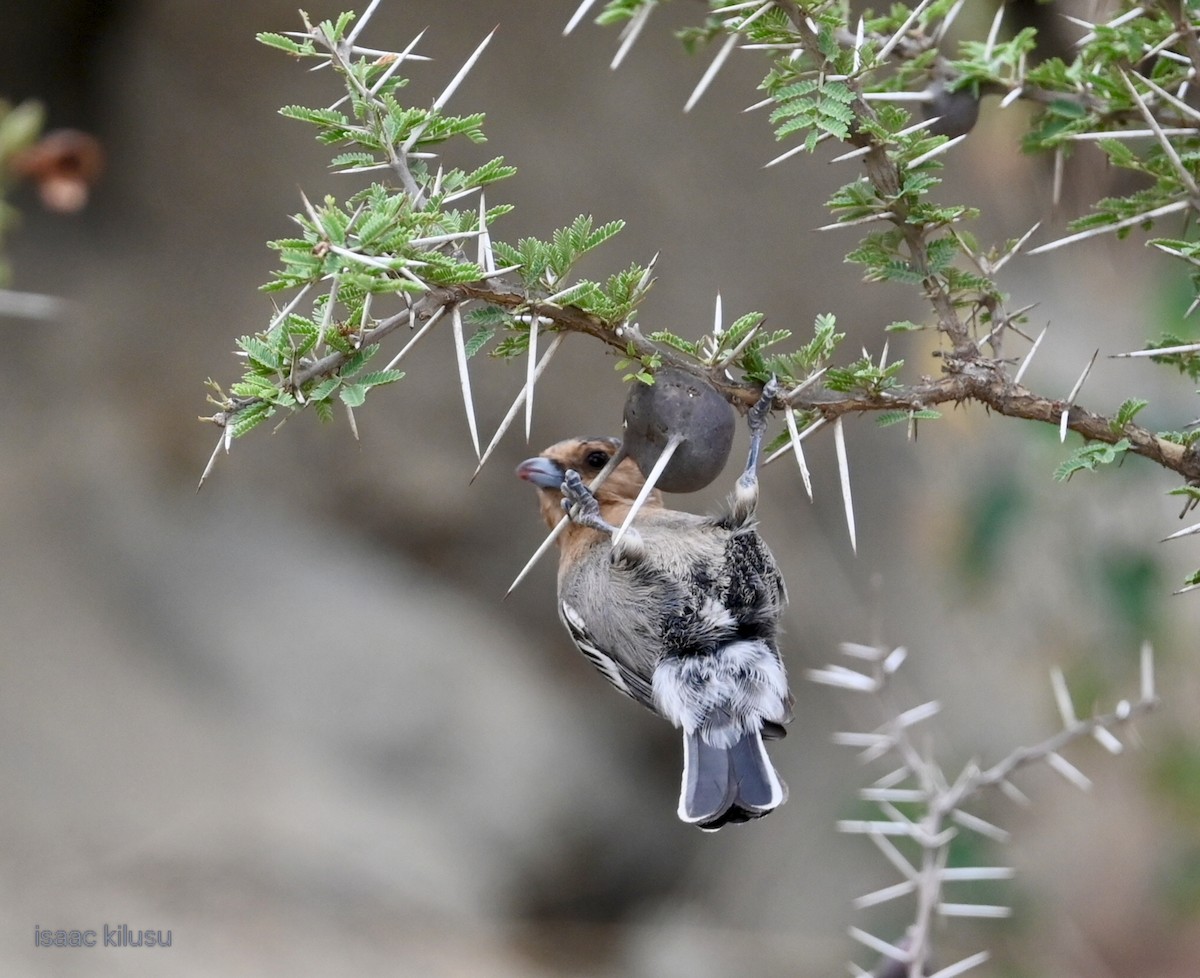 Carbonero Gorjirrufo - ML646885453