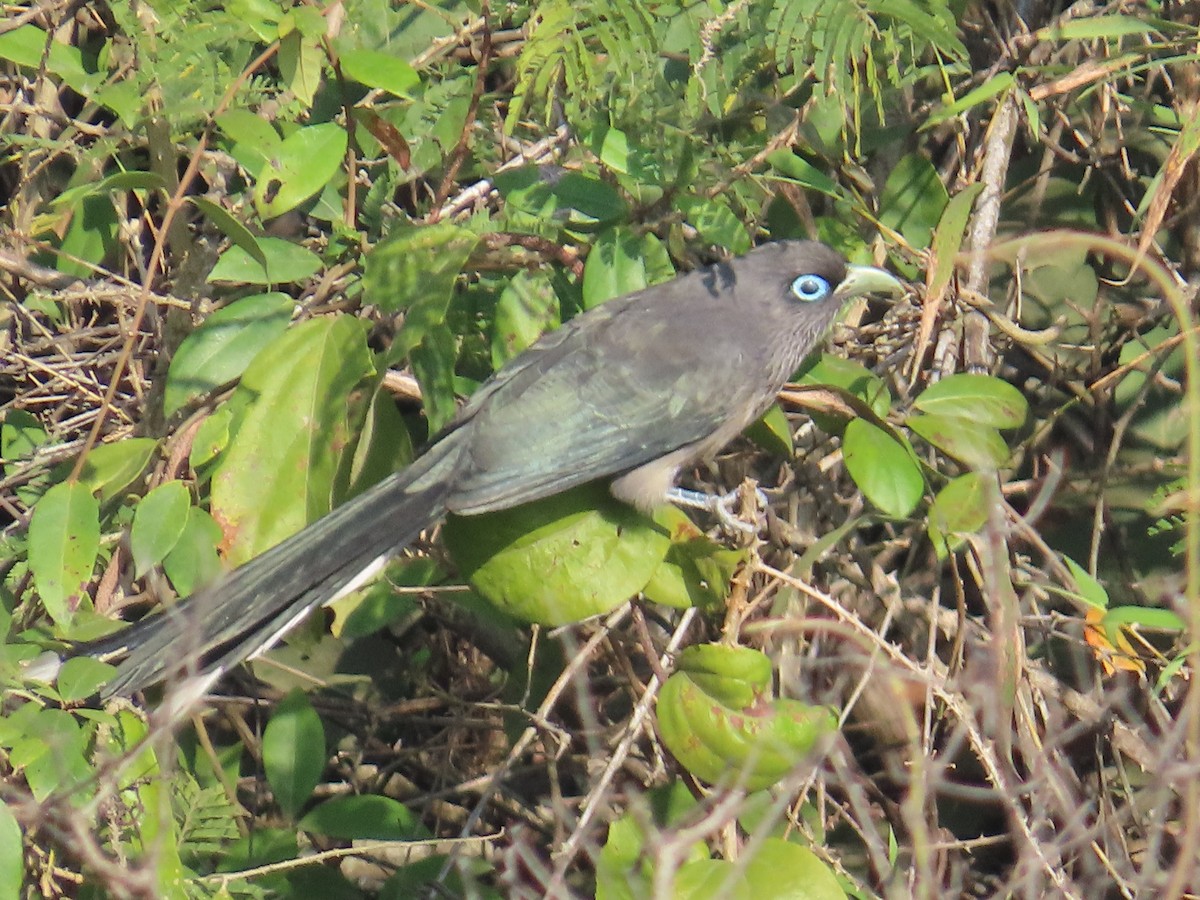 Blue-faced Malkoha - ML646885456