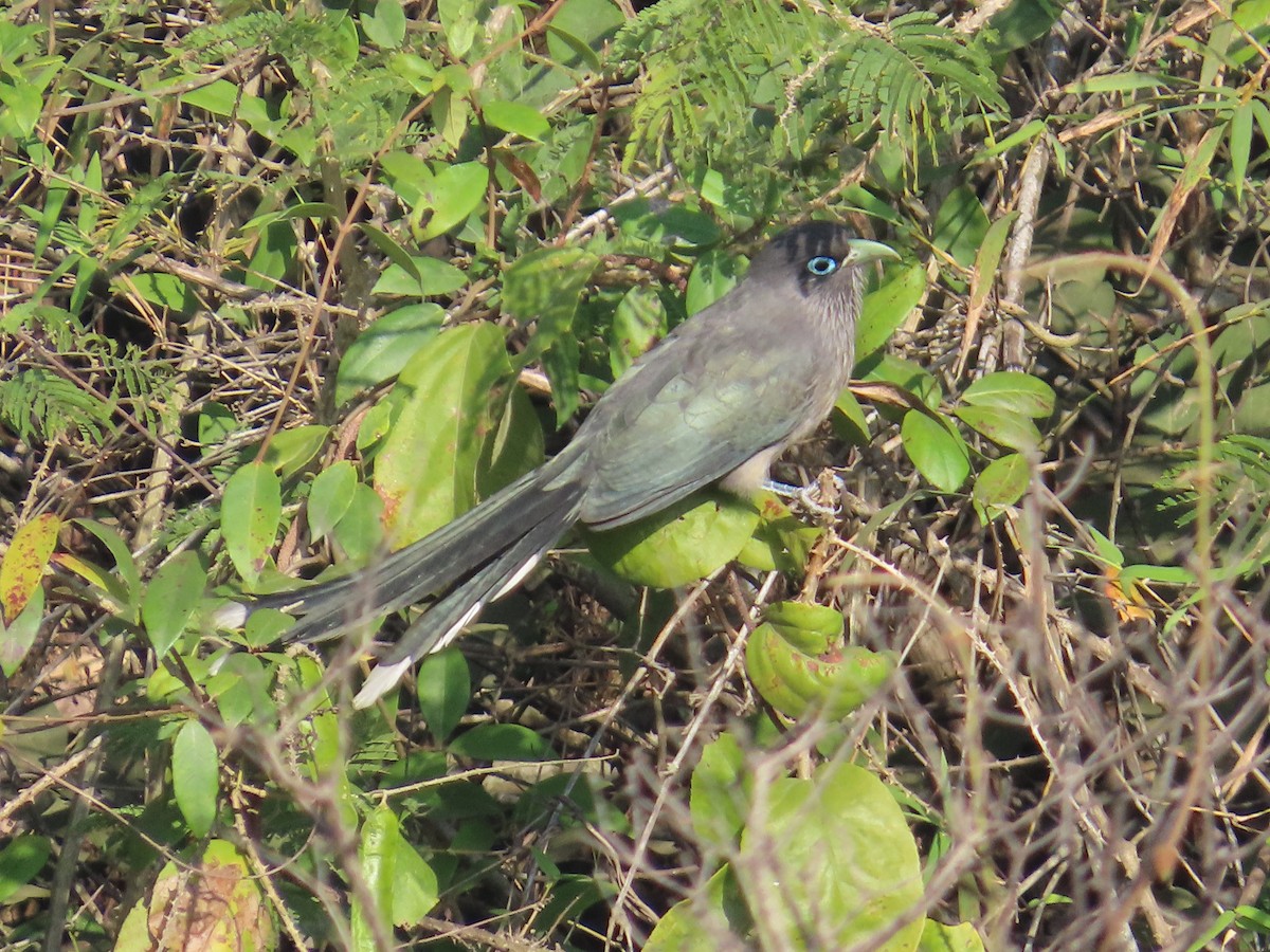 Blue-faced Malkoha - ML646885457