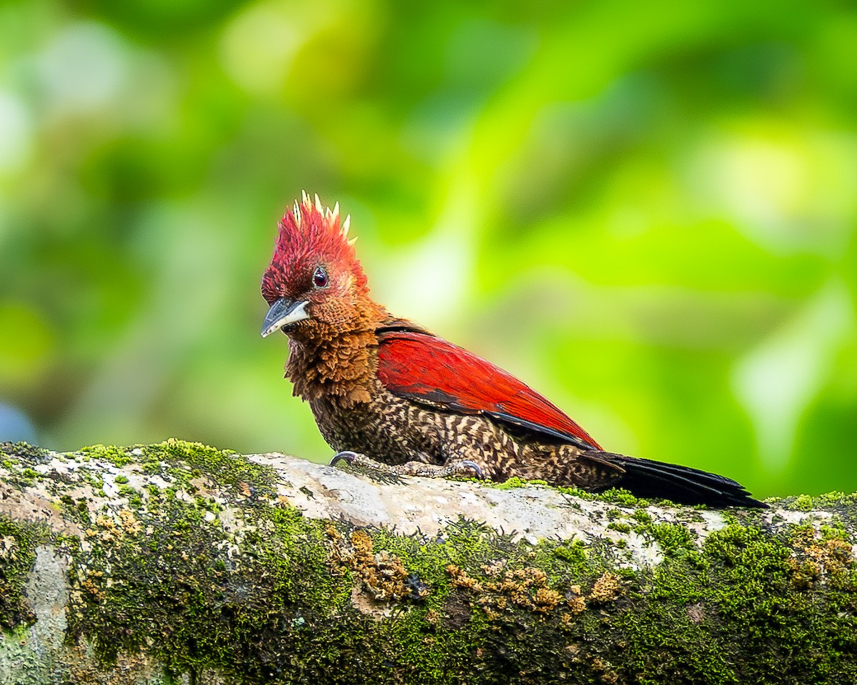 žluna suříková - ML646885461