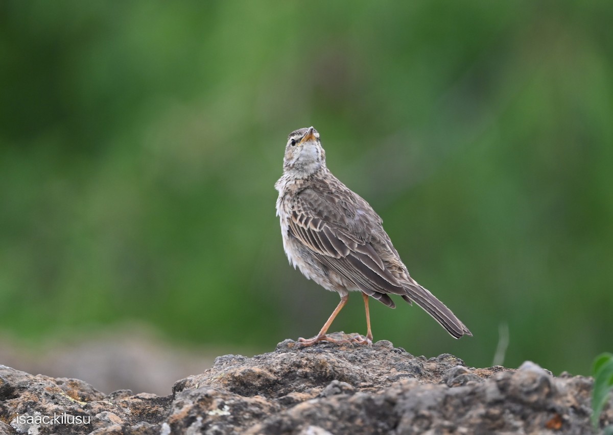 Bisbita Piquilargo - ML646885463