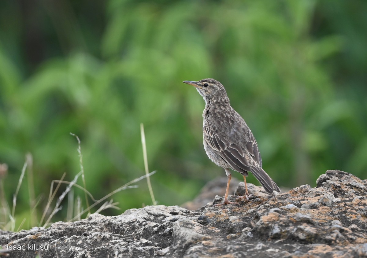 Bisbita Piquilargo - ML646885464