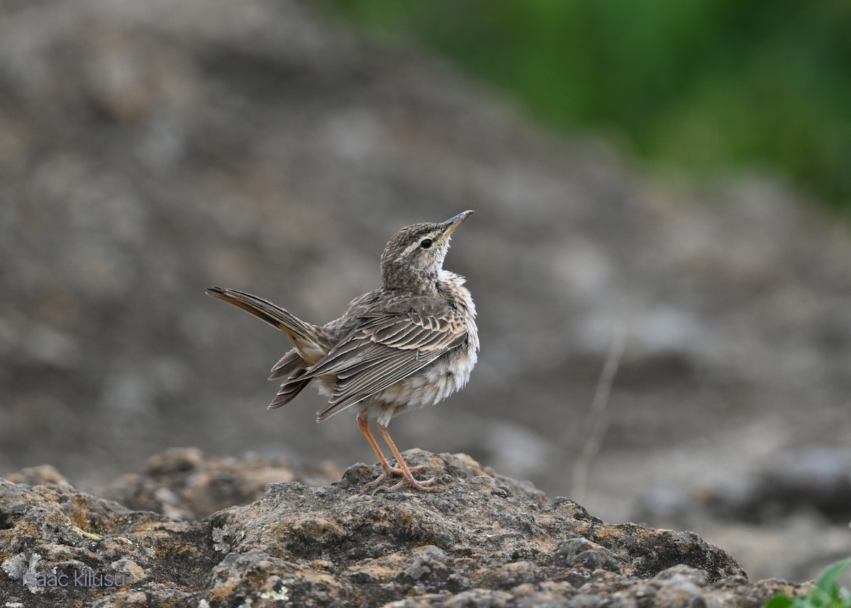 Bisbita Piquilargo - ML646885465