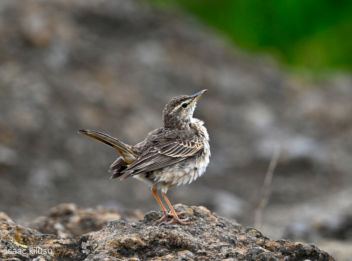 Bisbita Piquilargo - ML646885466