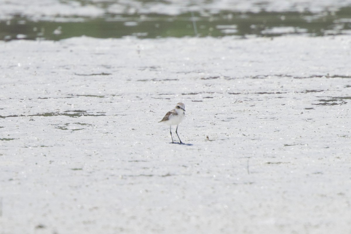 Tibet Cılıbıtı - ML646885467