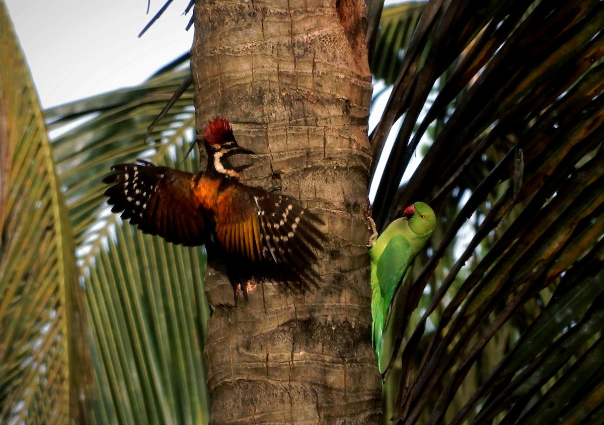 Black-rumped Flameback - ML646885468