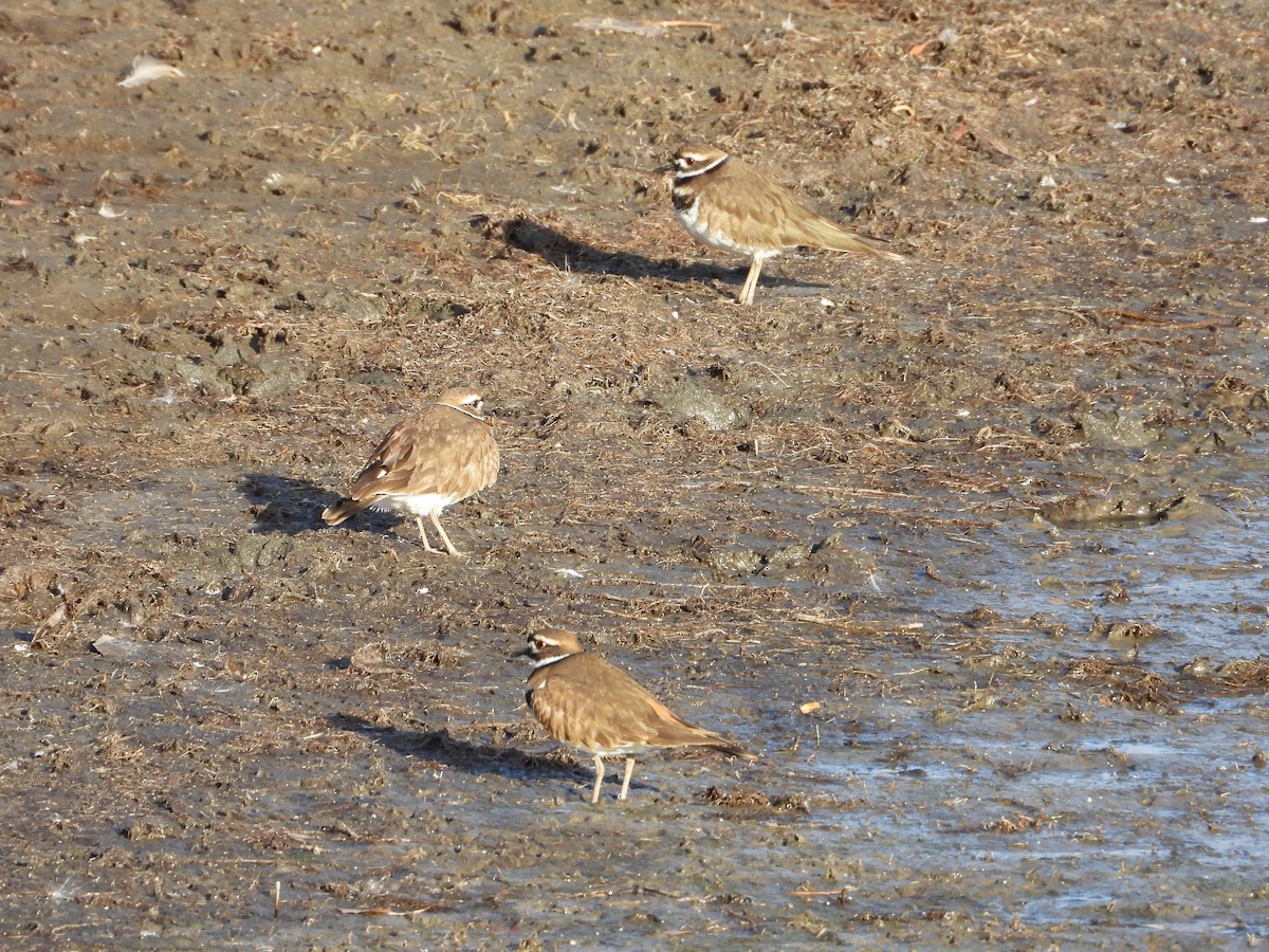 Killdeer - ML646885469