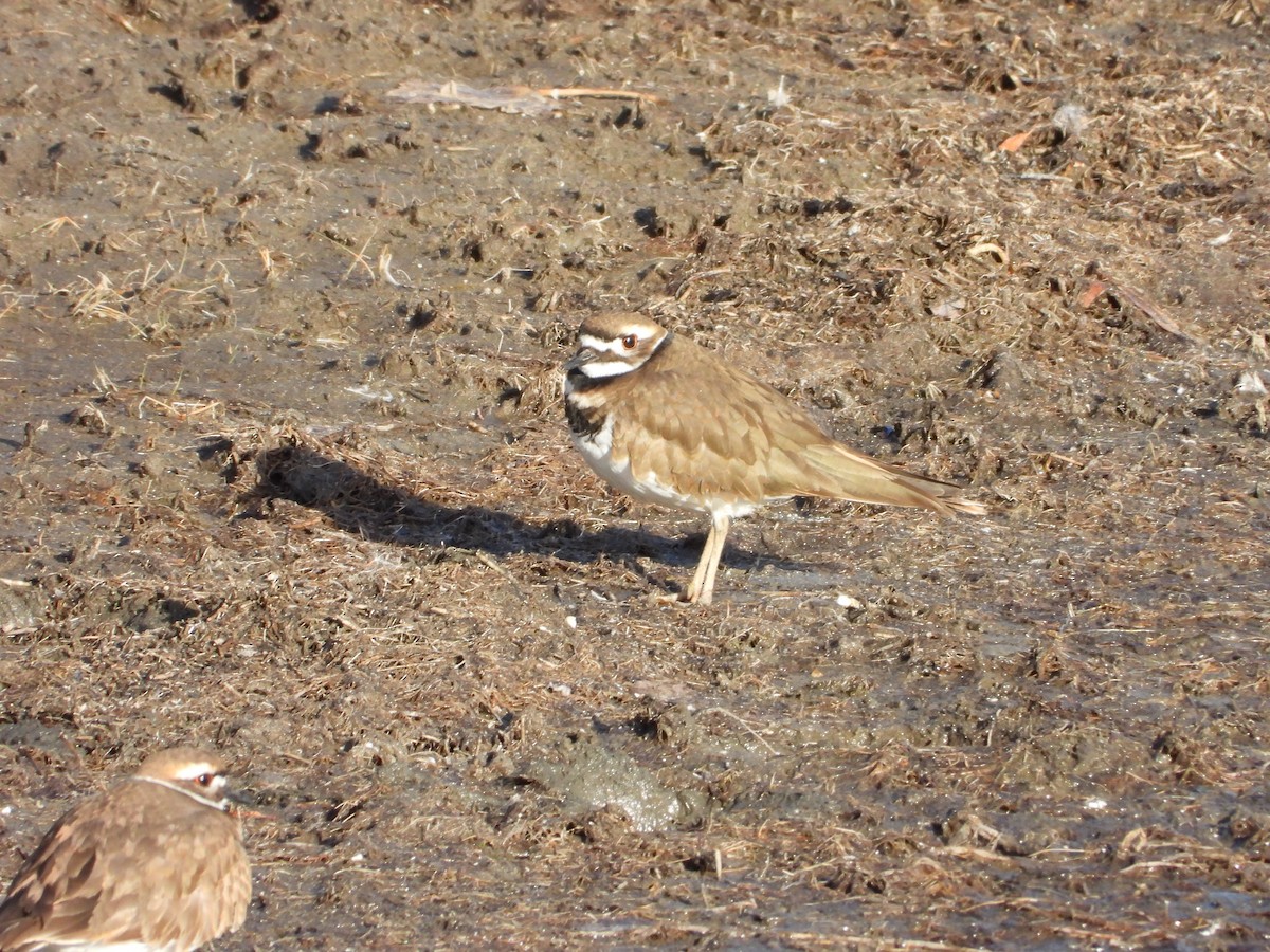 Killdeer - ML646885470