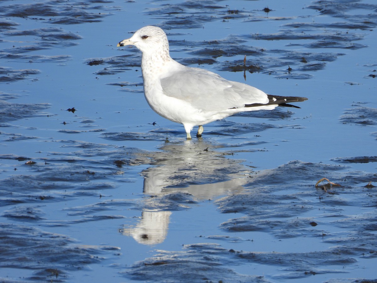 Ring-billed Gull - ML646885471